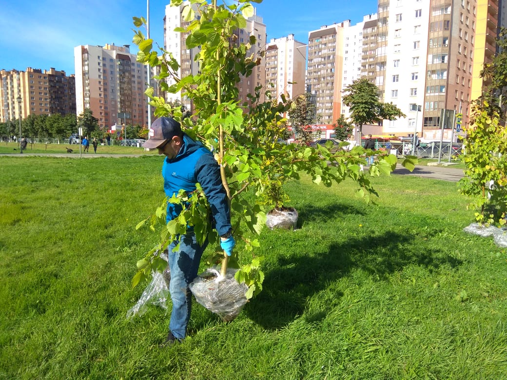 В парке “Оккервиль” Кудрово прошел гранд-субботник – Заневское городское  поселение