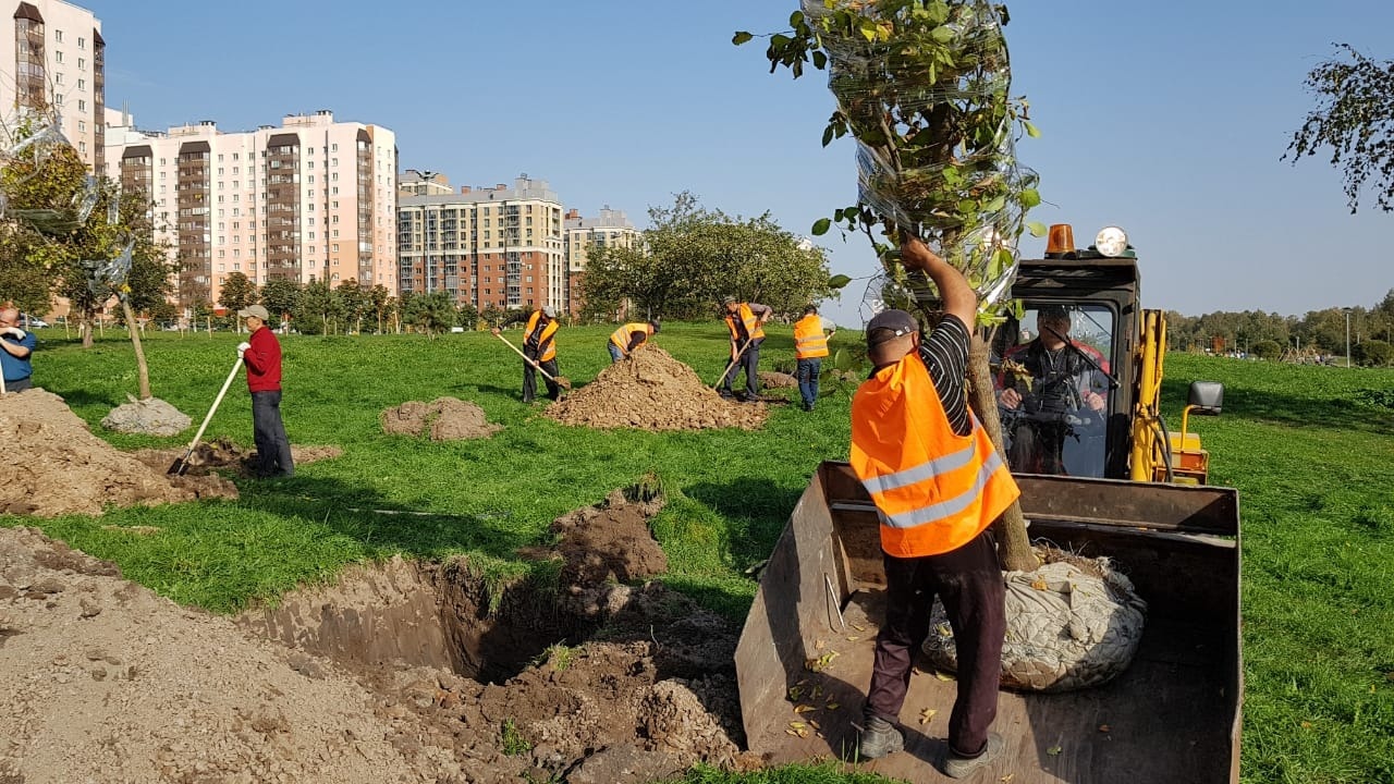 300 деревьев. Парк Оккервиль Кудрово 2020. Посаженные деревья в парке 300 летия. Деревья в академическом парке. Парк 300 деревьев.